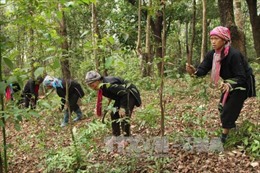 Phát huy hiệu quả tổ bảo vệ rừng thôn bản