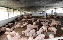 Thịt lợn rớt giá khiến người chăn nuôi gặp khó