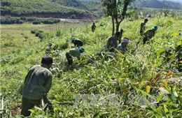 Chăm 30 hecta rừng, thu nhập trên 100 triệu đồng/năm