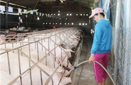 Không "ngăn sông cấm chợ" để "giải cứu" thịt lợn dư thừa 