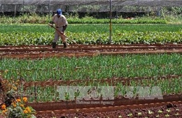 Người Mỹ hối thúc ông Trump đẩy mạnh hợp tác nông nghiệp với Cuba