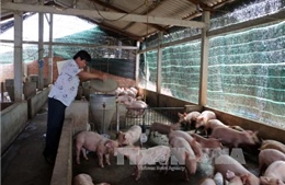  Rà soát, quy hoạch chăn nuôi lợn gắn với thị trường