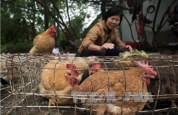 Lý do chính phủ Trung Quốc cử 5 triệu nhân viên đi đếm lợn, gà