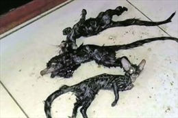 Hãi hùng phát hiện sinh vật ‘đầu mèo thân chuột’ kinh dị trong bếp