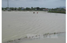 Nhiều diện tích lúa đông xuân tại Ninh Thuận bị ngập