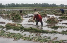 Kiệu Tết tăng giá, người trồng vui mừng 