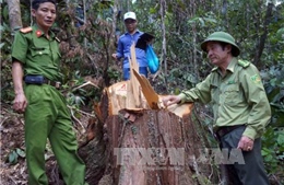 Quảng Nam tăng cường tuần tra địa bàn trọng điểm về vi phạm bảo vệ rừng 