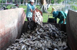 Quảng Ninh tiêu huỷ gần 900 kg cá ướp lạnh không rõ nguồn gốc 