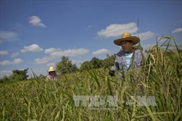 Thủ tướng Thái Lan tuyên bố sẽ bán sạch gạo dự trữ trong năm 2017