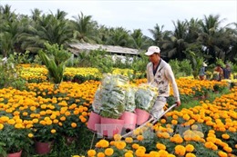 Giá hoa, cây cảnh cho Tết tăng từ 10 - 30% 