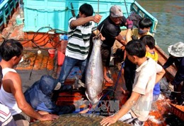 Ngư dân Phú Yên vươn khơi xa, ăn Tết trên biển