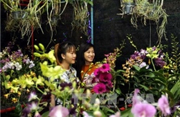 Rực rỡ chợ hoa Xuân Bình Điền 