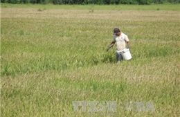 Cẩn trọng khi mở rộng diện tích trồng lúa nếp ở đồng bằng sông Cửu Long 