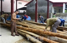 Đoàn xe tải lợi dụng ngày 30 Tết chở gỗ lậu