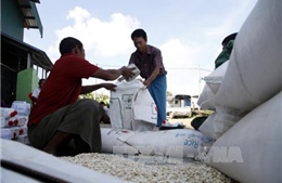 Lào sẽ xuất khẩu 400.000 tấn gạo trong năm 2017