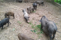 Hướng đi mới từ nuôi lợn bằng thảo dược