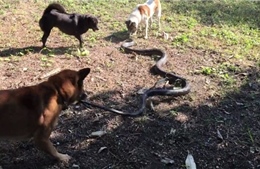 Chó nhà quyết đấu với rắn hổ mang cứu chủ