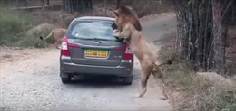 Sư tử giận dữ tấn công ô tô
