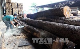 Kim ngạch xuất khẩu gỗ và đồ gỗ Việt Nam đứng đầu khu vực ASEAN 