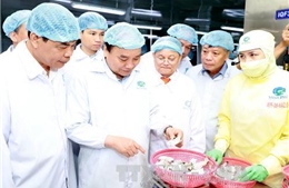 Thủ tướng thăm mô hình chế biến tôm tại Tập đoàn Thủy sản Minh Phú