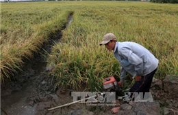 Mưa trái mùa làm thiệt hại lúa Đông Xuân tại Hậu Giang 
