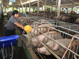 Giá lợn hơi vượt mức 60.000 đồng/kg, người chăn nuôi vẫn chưa dám tái đàn