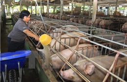 Giá lợn hơi tăng nhẹ, người chăn nuôi vẫn lỗ