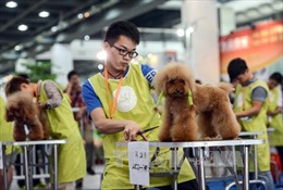 Chăm sóc thú cưng - Ngành công nghiệp tỷ USD tại Trung Quốc