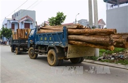 Bắt giữ vụ vận chuyển gỗ quý trái phép trên xe ô tô ở khu vực biên giới 