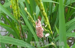 Sinh vật gây hại hàng nghìn ha lúa và cây trồng tại Huế