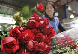 Colombia xuất khẩu 500 triệu cành hoa sang Mỹ phục vụ Valentine