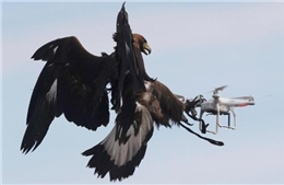 Không quân Pháp &#39;tuyển&#39; đại bàng để xử lý UAV khủng bố