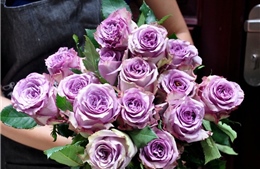 Ecuador lập kỷ lục về xuất khẩu hoa hồng trong dịp lễ Valentine