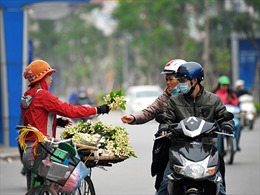 Nồng nàn hoa bưởi giữa phố Hà Nội