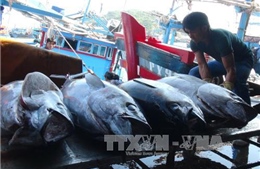 Cá ngừ Việt Nam mất lợi thế cạnh tranh ở thị trường Nhật vì bị áp thuế cao