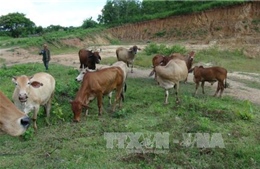 Hiệu quả từ việc chăn nuôi bò dưới tán rừng