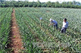 Giải pháp phát triển nông nghiệp bền vững tại Gia Lai