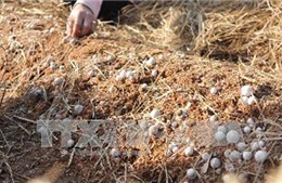 Người dân trồng nấm rơm loay hoay tìm nguồn giống chất lượng 