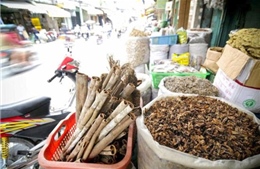 TP Hồ Chí Minh phát triển phố Đông y thành điểm hấp dẫn khách du lịch 