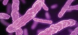 16 người ở Buôn Ma Thuột bị ngộ độc thực phẩm là do vi khuẩn E.coli 
