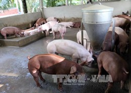Hạn chế mở rộng đàn lợn và nhà máy thức ăn chăn nuôi