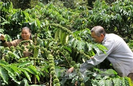 Brazil sẽ nhập cà phê vối của Việt Nam