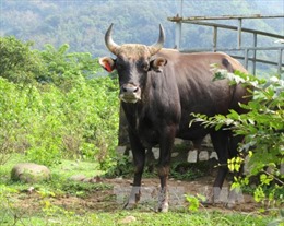 Bò tót 800 kg lao thẳng vào ô tô tải tại Vườn Quốc gia Chư Mon Ray chết tại chỗ