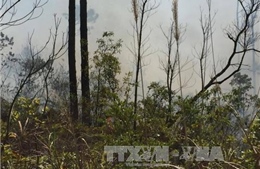 Đang cháy lớn ở rừng thông đặc dụng tại chùa Lôi Âm, Quảng Ninh