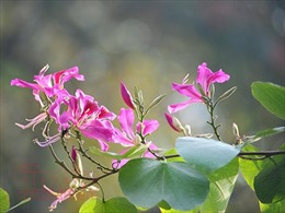 Điện Biên bảo tồn và phát triển diện tích trồng cây hoa ban