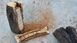 Cảnh sát Mỹ phát hiện lượng lớn cần sa giấu trong thân gỗ