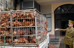 Lạng Sơn bắt giữ vụ vận chuyển gà không rõ nguồn gốc 
