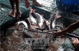 Nông dân vẫn ngại thả nuôi dù cá tra tăng giá