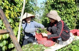 Tăng tiền công 30%, nhà vườn Bình Phước vẫn khốn đốn vì thiếu lao động thu hoạch hồ tiêu
