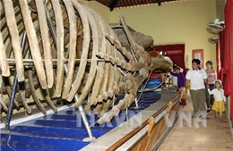 Khôi phục bộ xương cá voi ở huyện đảo Lý Sơn, Quảng Ngãi